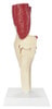 Muscled Knee Joint Anatomy Model
