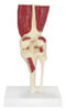 Muscled Knee Joint Anatomy Model