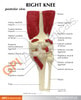 Muscled Knee Joint Anatomy Model - education card