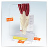 Muscled Knee Joint Anatomy Model
