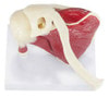Muscled Shoulder Joint Anatomy Model