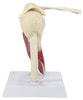 Muscled Shoulder Joint Anatomy Model