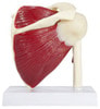 Muscled Shoulder Joint Anatomy Model