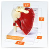 Muscled Shoulder Joint Anatomy Model