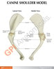 Canine Shoulder Anatomy Model - education card