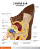 Canine Ear Anatomy Model - back
