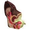 Canine Ear Anatomy Model