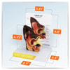 Canine Ear Anatomy Model