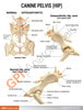 Canine Hip Anatomy Model