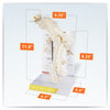 Canine Hip Anatomy Model