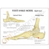 Foot and Ankle Anatomy Model