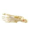 Foot and Ankle Anatomy Model