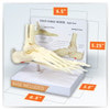 Foot and Ankle Anatomy Model