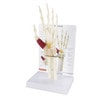 Wrist and Hand Anatomy Model