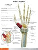 Wrist and Hand Anatomy Model