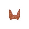 Thyroid Disease Anatomy Model