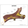 Artery Section Anatomy Model
