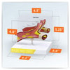 Artery Section Anatomy Model