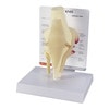 Basic Knee With Key Card Anatomy Model