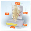 Basic Knee With Key Card Anatomy Model