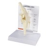 Canine Knee Anatomy Model