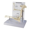 Canine Elbow Anatomy Model
