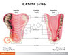 Canine Jaw Anatomy Model