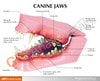 Canine Jaw Anatomy Model