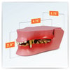 Canine Jaw Anatomy Model