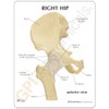 Hip Joint Anatomy Model