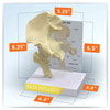 Hip Joint Anatomy Model
