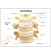 3 Piece Vertebrae Anatomy Model, L2 L3 and L4