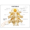 3 Piece Vertebrae Anatomy Model, L2 L3 and L4