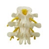 3 Piece Vertebrae Anatomy Model, L2 L3 and L4