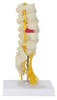 5 Piece Vertebral Column Anatomy Model With Sacrum