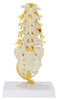 5 Piece Vertebral Column Anatomy Model With Sacrum
