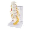 5 Piece Vertebral Column Anatomy Model With Sacrum