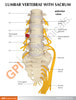 5 Piece Vertebral Column Anatomy Model With Sacrum