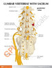 5 Piece Vertebral Column Anatomy Model With Sacrum