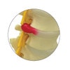 5 Piece Vertebral Column Anatomy Model With Sacrum