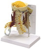 Deluxe Muscled Cervical Anatomy Model