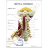 Deluxe Muscled Cervical Anatomy Model
