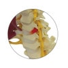 Deluxe Muscled Cervical Anatomy Model