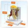 Deluxe Muscled Cervical Anatomy Model