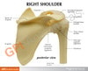 Basic Shoulder Joint Anatomy Model