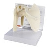 Basic Shoulder Joint Anatomy Model