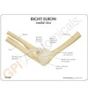 Basic Elbow Joint Anatomy Model