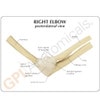 Basic Elbow Joint Anatomy Model