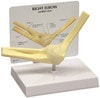 Basic Elbow Joint Anatomy Model