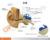 Basic Ear Anatomy Model